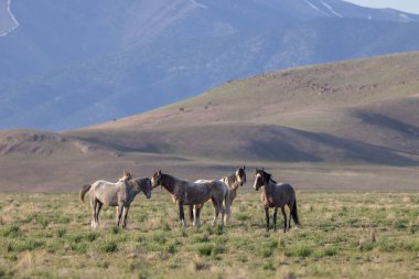 Utah çölünde ilkbaharda vahşi atlar