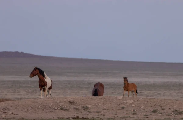 wild horses in spring in the Utah desert