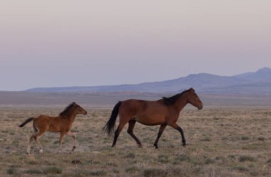 Utah Çölü 'nde baharda vahşi bir kısrak ve tay.