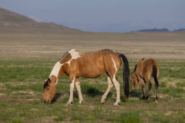 Utah Çölü 'nde baharda vahşi bir kısrak ve tay.