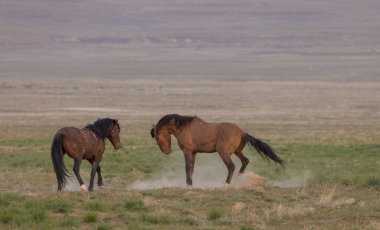 Utah çölünde ilkbaharda vahşi atlar