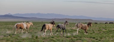 Utah çölünde ilkbaharda vahşi atlar