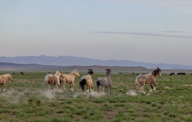 Utah çölünde ilkbaharda vahşi atlar