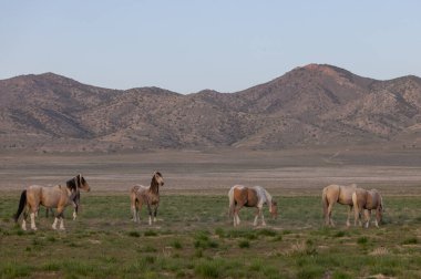 Utah çölünde ilkbaharda vahşi atlar