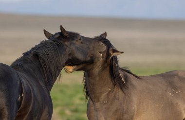 Utah çölünde ilkbaharda vahşi atlar