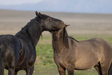 Utah çölünde ilkbaharda vahşi atlar
