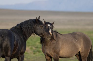 Utah çölünde ilkbaharda vahşi atlar