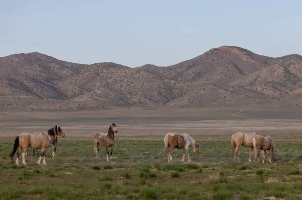 Utah çölünde ilkbaharda vahşi atlar