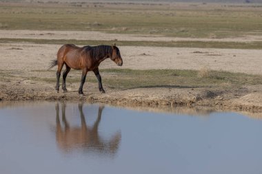 Utah çölünde ilkbaharda vahşi bir at