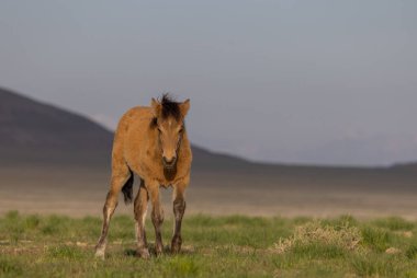 Bahar zamanı Utah çölünde vahşi bir at yavrusu.