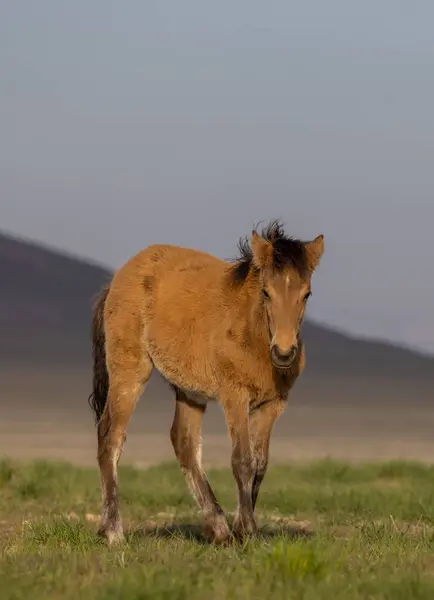 Potro Cavalo Selvagem Deserto Utah Primavera — Fotografia de Stock