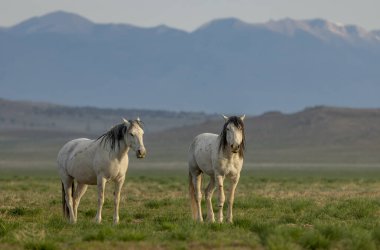 Utah çölünde ilkbaharda vahşi atlar