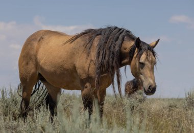 Yazın Wyoming çölünde vahşi bir at.