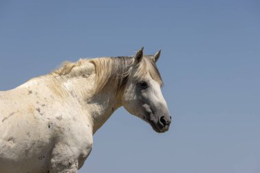 Yazın Wyoming çölünde vahşi bir at.