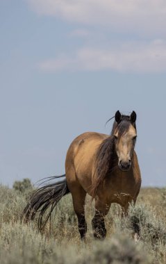 Yazın Wyoming çölünde vahşi bir at.