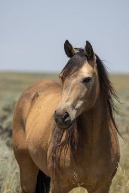 Yazın Wyoming çölünde vahşi bir at.