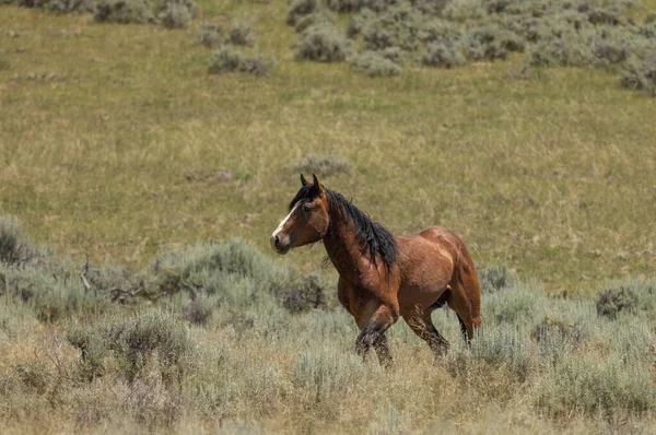 Yazın Wyoming çölünde vahşi bir at.