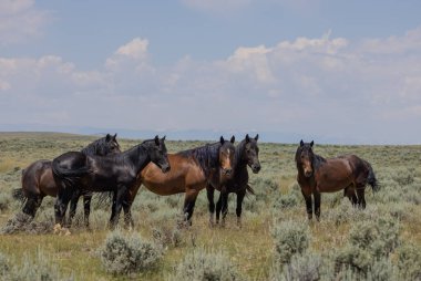 Yazın Wyoming çölünde vahşi atlar