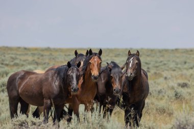 Yazın Wyoming çölünde vahşi atlar