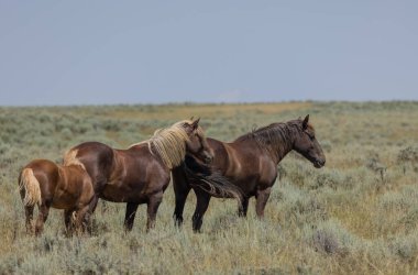 Yazın Wyoming çölünde vahşi atlar