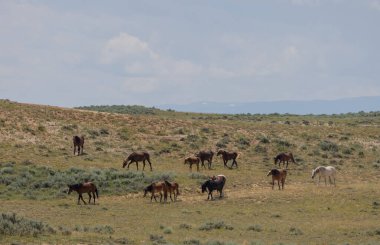 Yazın Wyoming çölünde vahşi atlar