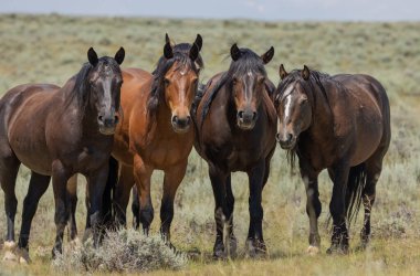 Yazın Wyoming çölünde vahşi atlar