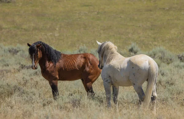 Yazın Wyoming çölünde vahşi atlar