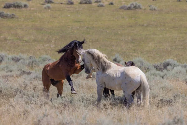 stock image wild horse stallions fighting in the Wyoming desert in summer