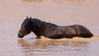 wild horses at a desert waterhole in Wyoming in summer