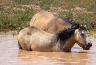 wild horses at a desert waterhole in Wyoming in summer