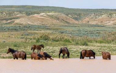 wild horses at a desert waterhole in Wyoming in summer