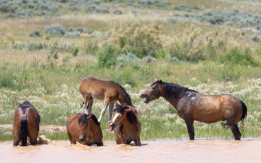wild horses at a desert waterhole in Wyoming in summer