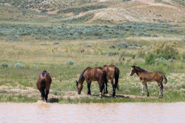 wild horses at a desert waterhole in Wyoming in summer