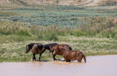 wild horses at a desert waterhole in Wyoming in summer