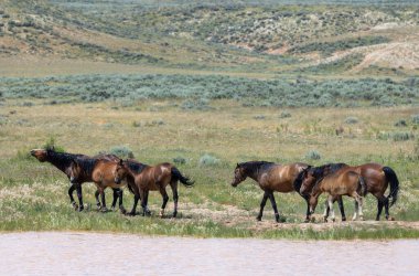 wild horses at a desert waterhole in Wyoming in summer