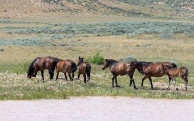 wild horses at a desert waterhole in Wyoming in summer