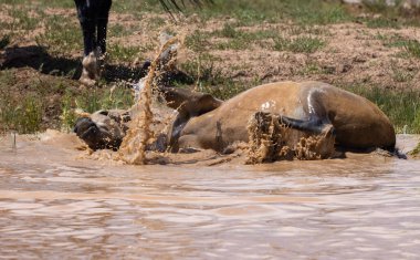 wild horses at a desert waterhole in Wyoming in summer