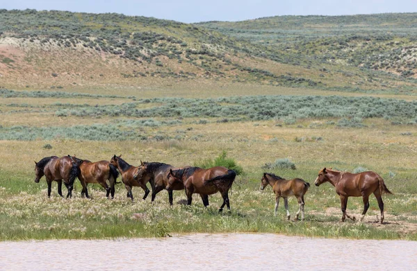 wild horses at a desert waterhole in Wyoming in summer