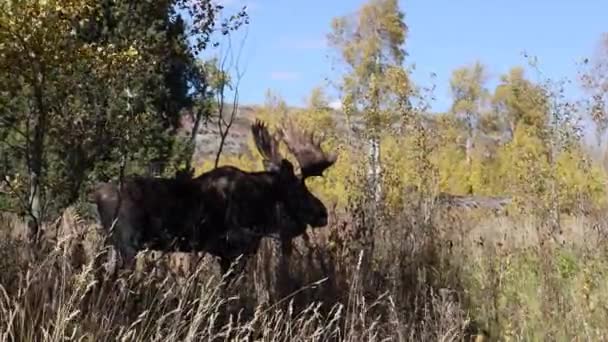 Býk Losa Během Říje Wyomingu Podzim — Stock video