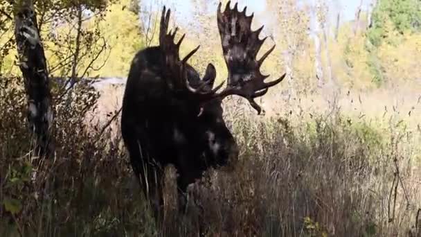 Alce Toro Durante Rutina Wyoming Otoño — Vídeos de Stock