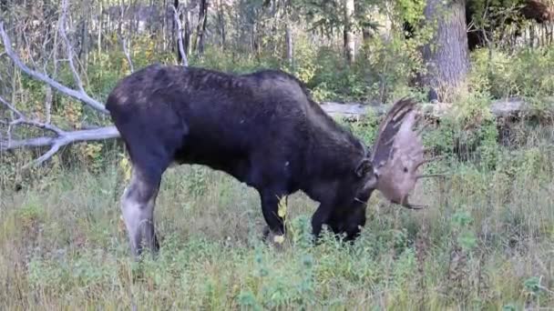 秋季怀俄明州的公牛驼鹿的车辙 — 图库视频影像