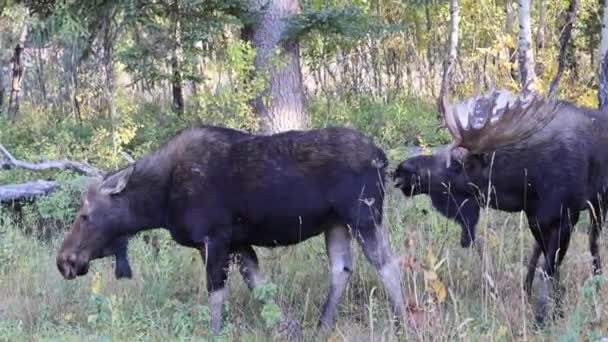 Bika Jávorszarvas Ruting Wyoming Ősszel — Stock videók