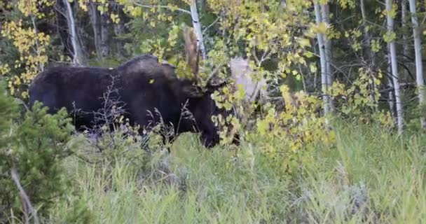Łoś Byk Podczas Jesiennej Rutyny Wyoming — Wideo stockowe