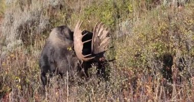 Wyoming 'deki sonbahar monotonluğu sırasında bir geyik.
