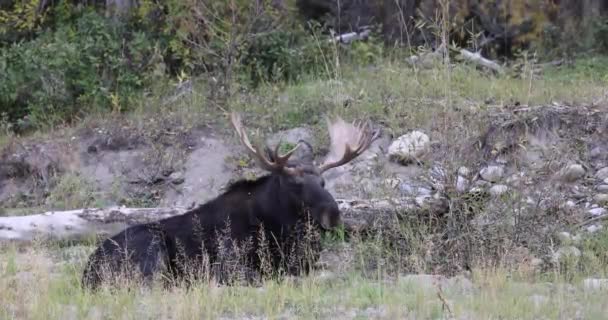 Orignal Taureau Pendant Ornière Automne Dans Wyoming — Video