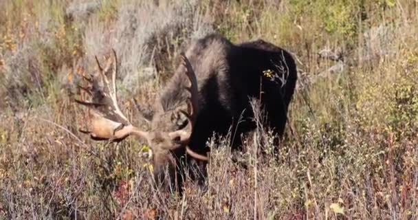 Een Stier Eland Tijdens Herfstsleur Wyoming — Stockvideo
