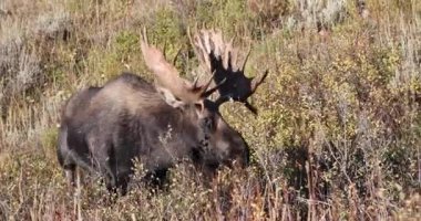 Wyoming 'deki sonbahar monotonluğu sırasında bir geyik.