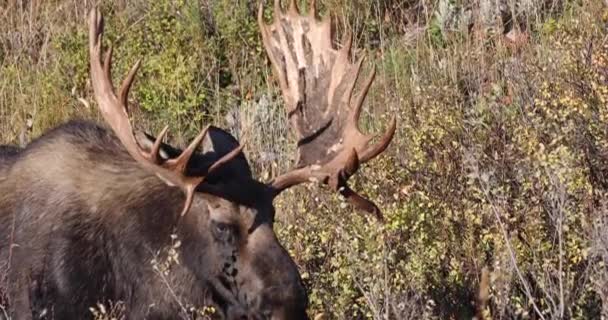 Alce Toro Durante Rutina Otoño Wyoming — Vídeos de Stock