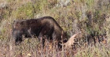 Wyoming 'deki sonbahar monotonluğu sırasında bir geyik.