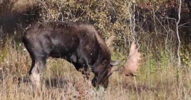 Wyoming 'deki sonbahar monotonluğu sırasında bir geyik.